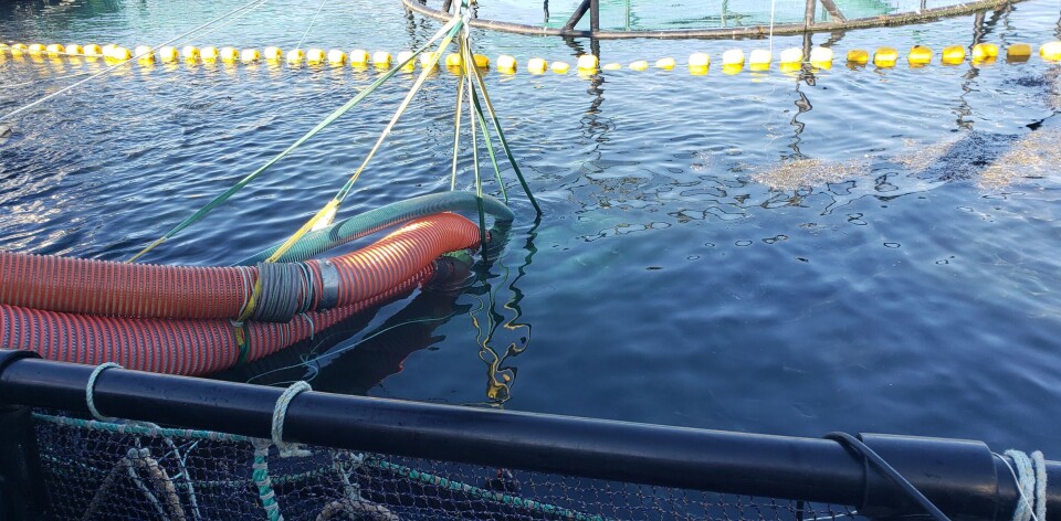 East Coast Innovation's Voluntary Swim-In system being lowered into a pen in New Brunswick. Cooke Aquaculture Scotland will trial the system this summer.