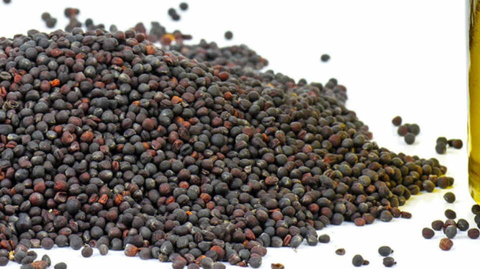 GM aquafeed ingredient approved for use in Norway