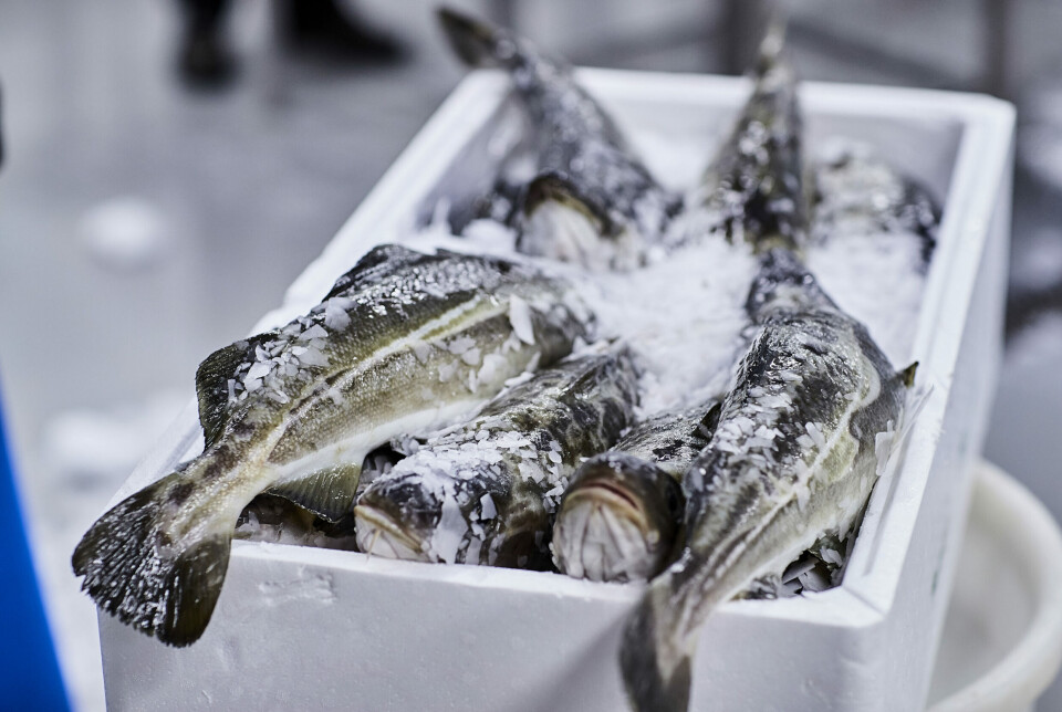 Norcod harvested a smaller volume in Q2 than in the same period last year but remains on track for 8,000 tonnes.