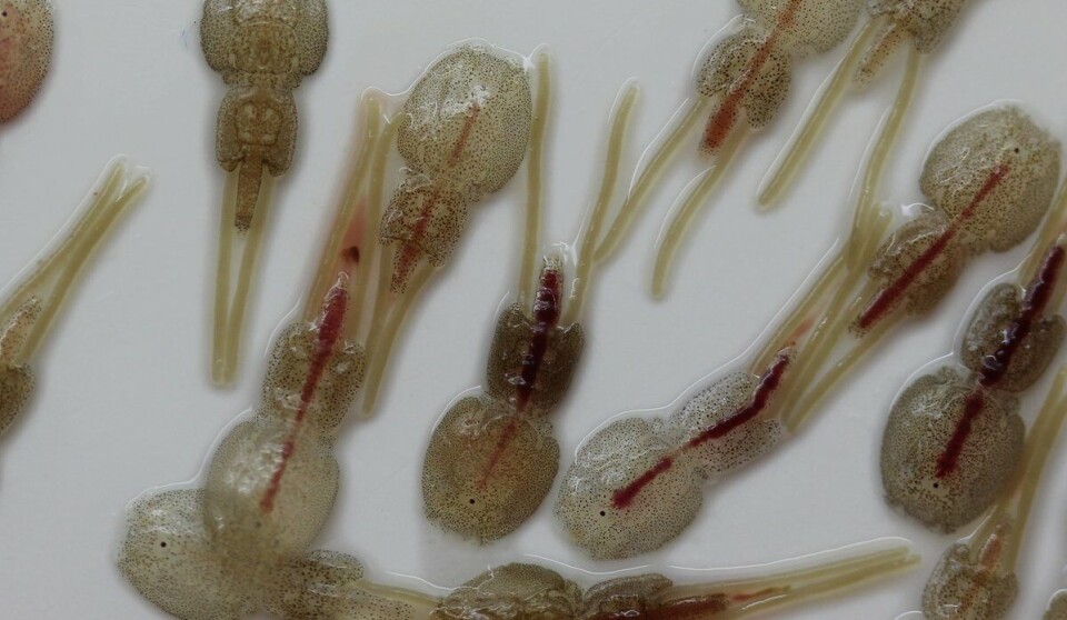 Freshwater bath treatment was seen to have the greatest delousing effect, but that method should also be used with care to avoid lice developing resistance.