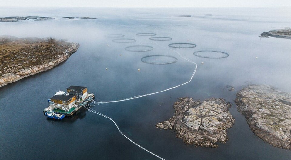 One of SalMar's salmon farms in its Farming Central Norway area where it harvested 48,400 gwt in Q3.