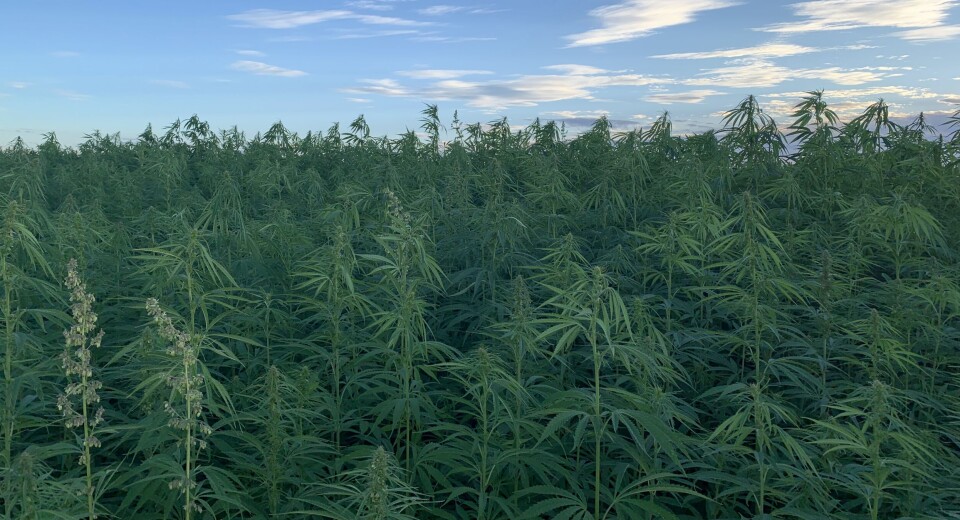 A hemp crop grown for Rare Earth Global.