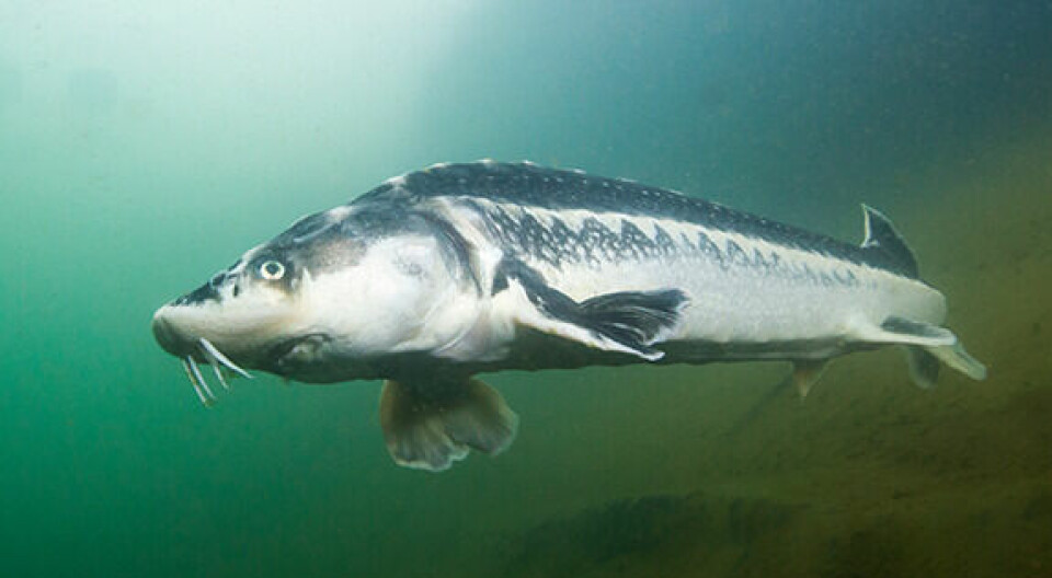 Reference image of a sturgeon.