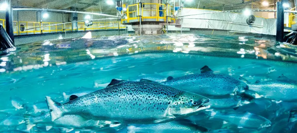 astaxanthin supplier astaxanthin supplier