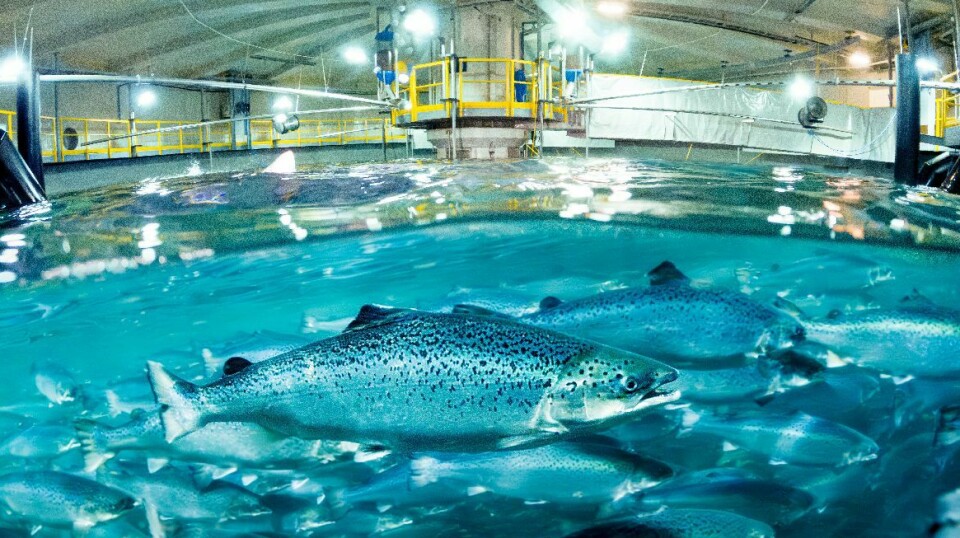 File photo of fish in one of the tanks at Indre Harøy.
