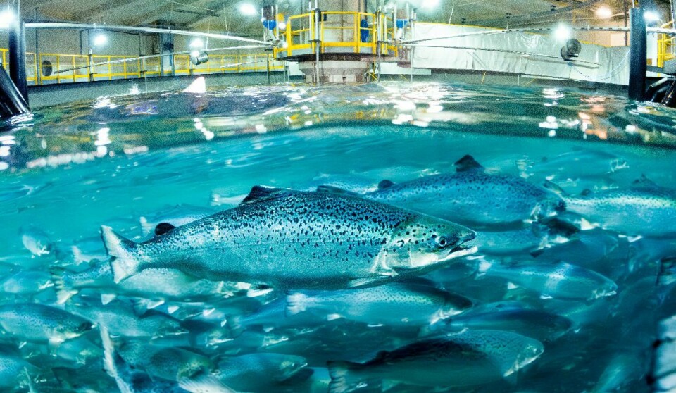 Salmon in a tank at Salmon Evolution's land-based facility in Norway. The first phase of the facility, designed to produce 7,900 gutted weight tonnes per year, will reach full capacity steady state production by the end of 2023.