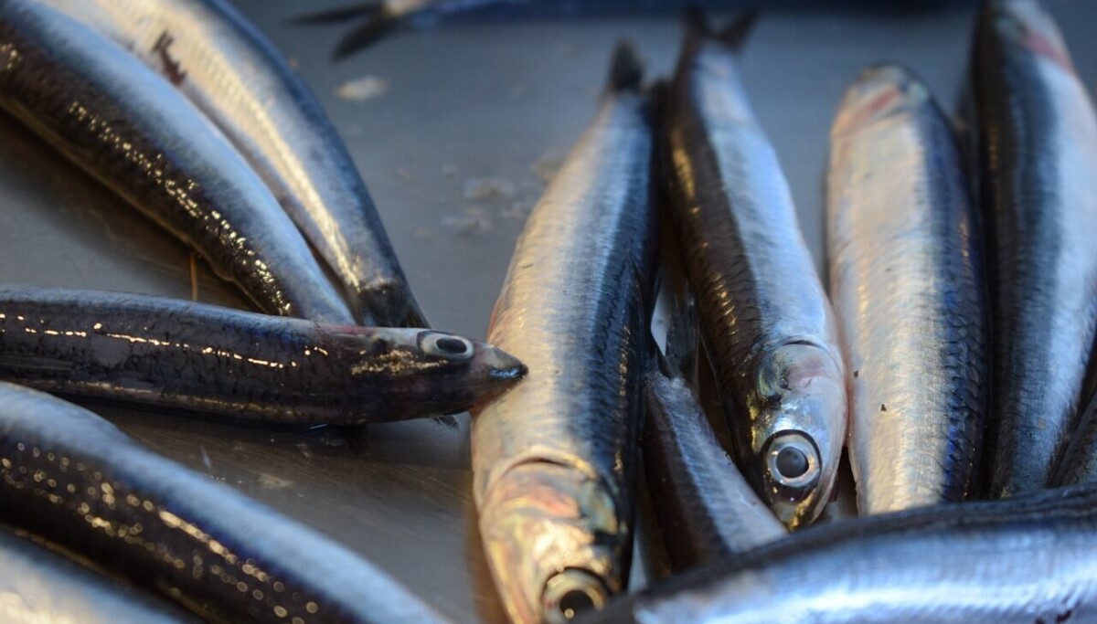 Marine ingredients supply hit hard by loss of Peruvian anchovies