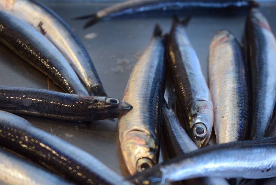 Peruvian fishers have so far caught 70% of a 3-million-tonne anchovy quota.