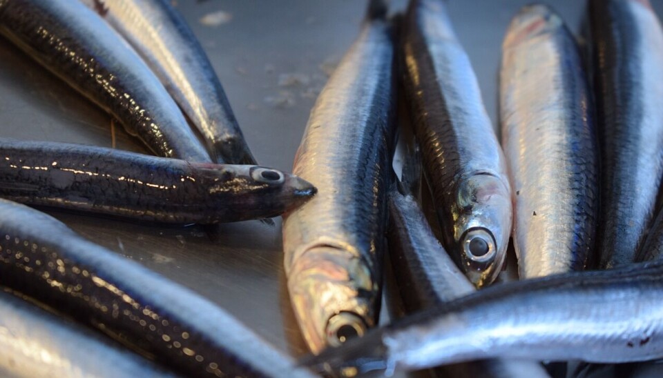 A successful anchovy season in Peru led to more fishmeal and oil availability.