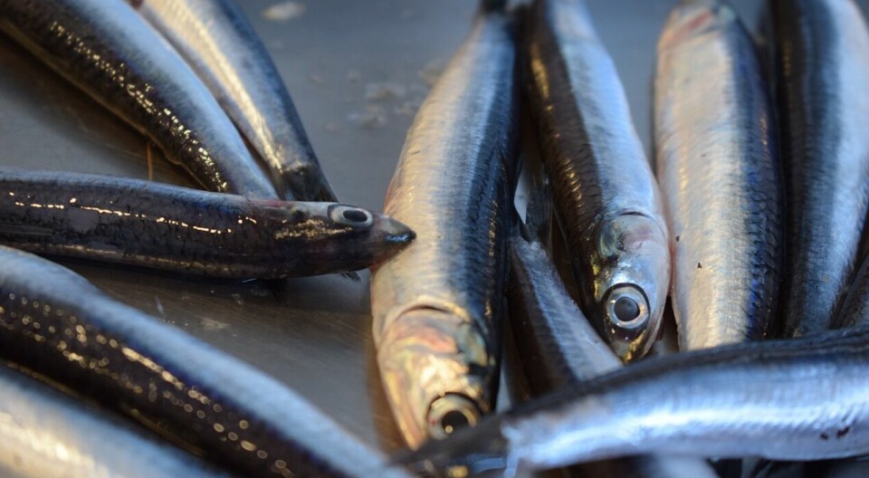 Anchovies are in short supply for marine ingredients suppliers.