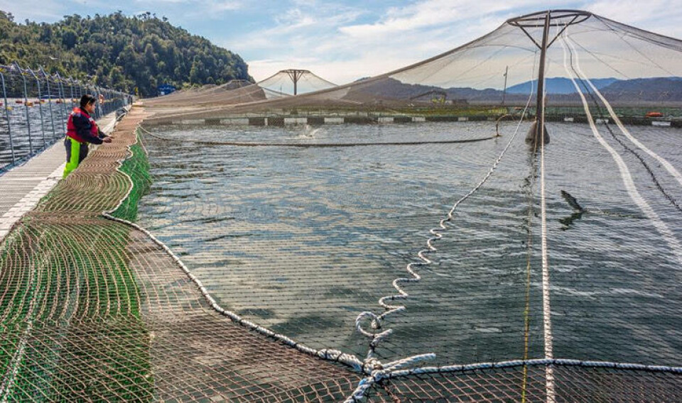 An investigation has been launched following the death of a diver at a salmon farm in the Aysén region.