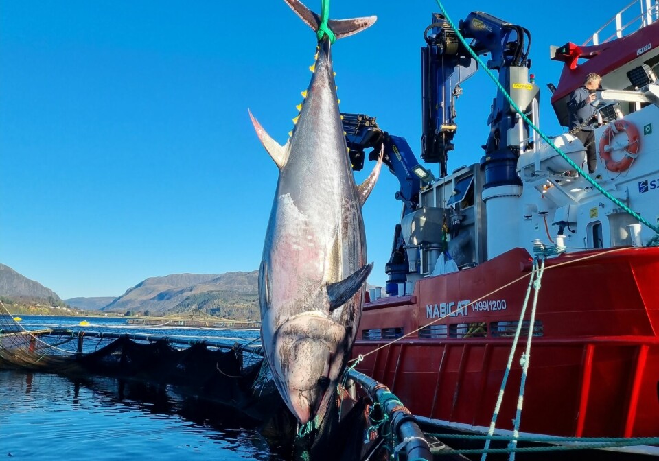 A Way For Fishermen Net Fishing Tuna Giant Bluefin Tuna Catch Hundred Tons Tuna  Fish On the sea #3 