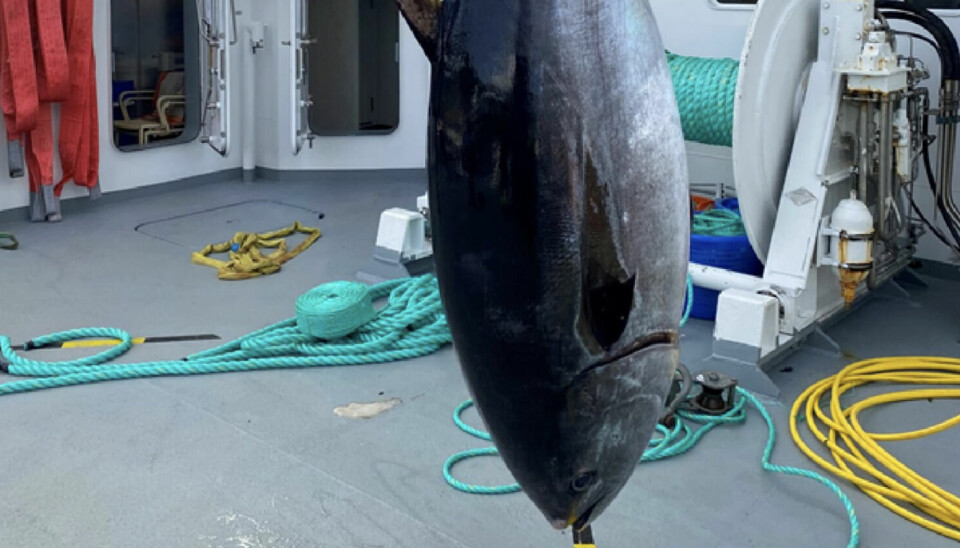 The tuna recovered from a pen at a Lerøy fish farm last month.