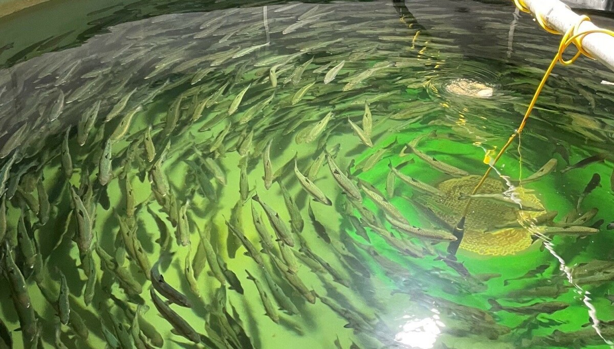 Field trial of CRISPR sterile salmon delayed until spring