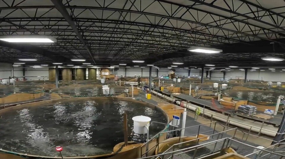 The grow-out tanks at AquaBounty's recirculating aquacultjure system (RAS) facility in Indiana.