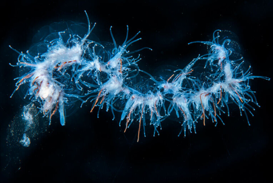 String jellyfish (Apolemia uvaria), pictured, and winter sores resulted in a lower superior share and average size of Mowi's harvested fish in Norway, although the company still made an operating profit of £172m in three months.