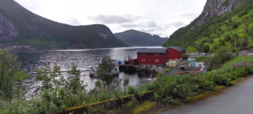 SalMar culls 1.2 million fish after jellyfish invasion