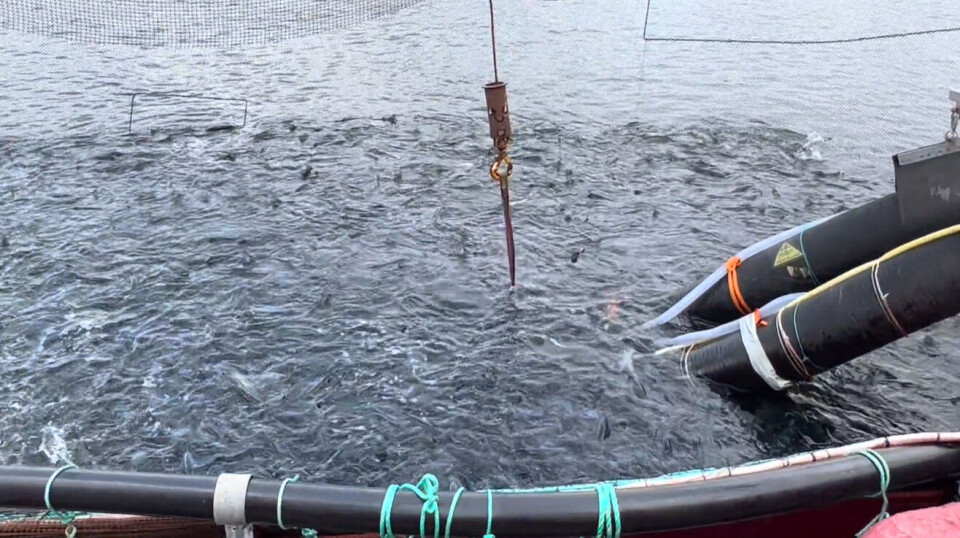 It is important that there is enough dissolved oxygen in the water when fish are crowded for delousing.