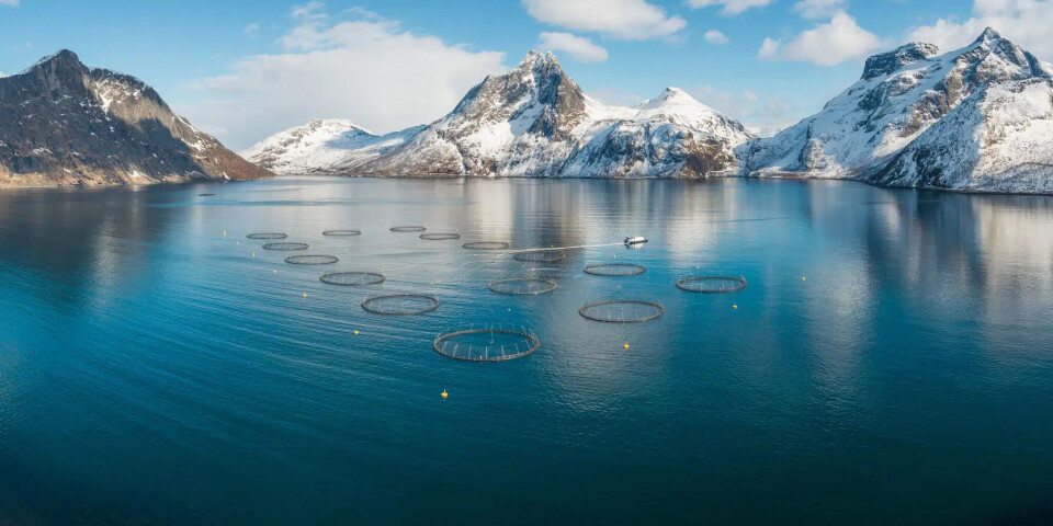 A SalMar salmon farm. The company harvested 42,700 gwt in the first quarter.