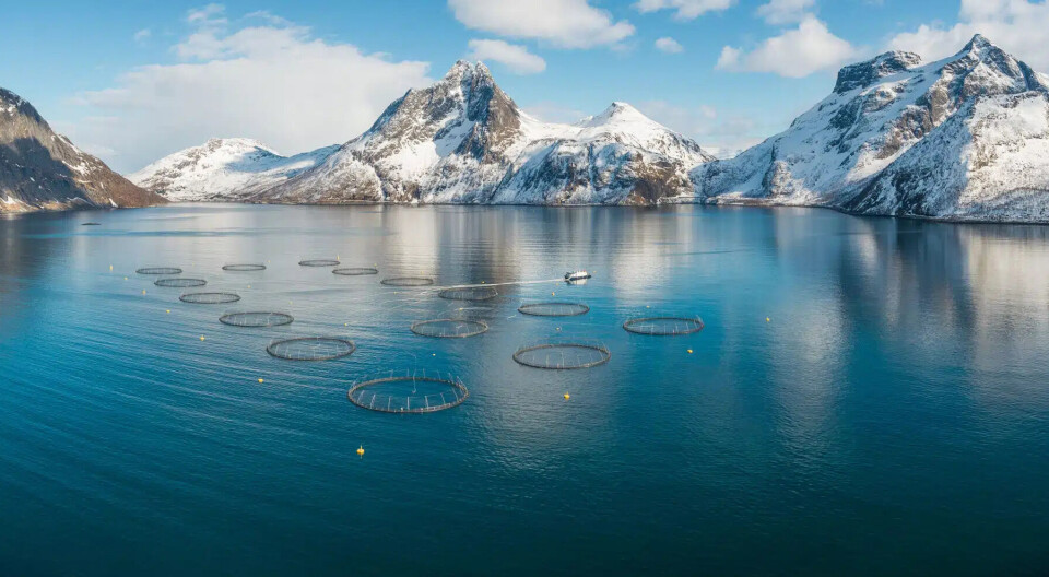 A SalMar salmon farm in Norway. The company produced 60,300 gutted weight tonnes of salmon in Q3, not including its share of fish harvested by Scottish Sea Farms.