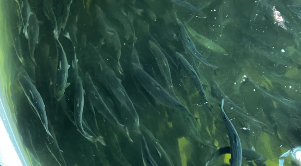 Library photo of fish in a tank at the Proximar Seafood RAS facility in Japan.