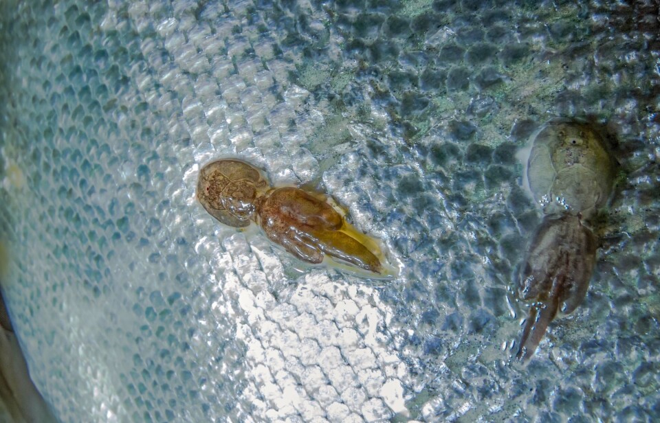 Sea lice attached to a salmon. Scientists have studied the way in which skin cells of coho salmon encapsulate, kill, and expel lice, and believe gene editing could switch on the same response in Atlantic salmon, a distant relative of coho.