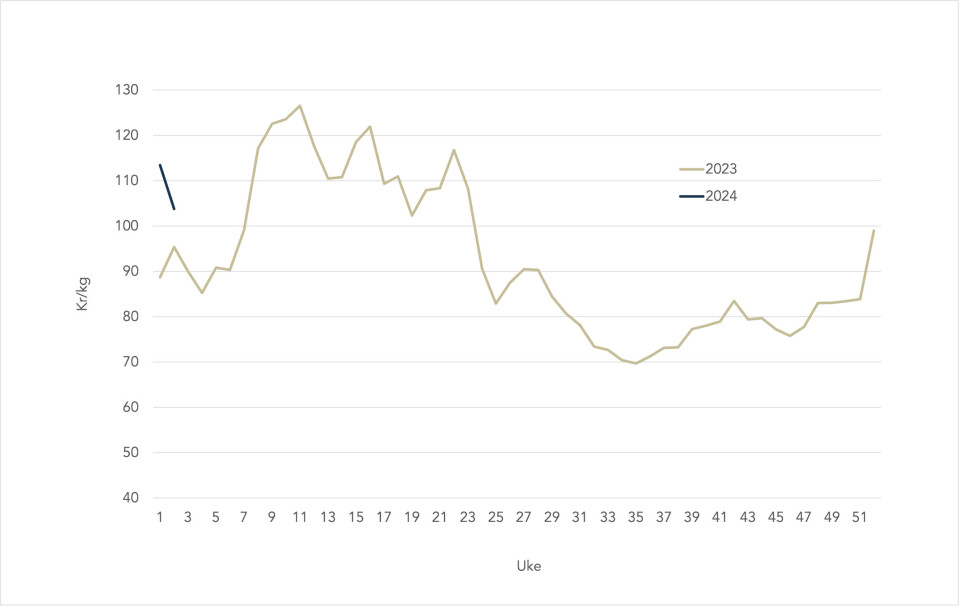 The spot price of Norwegian salmon in 2024 (blue line) versus 2023 (grey line).