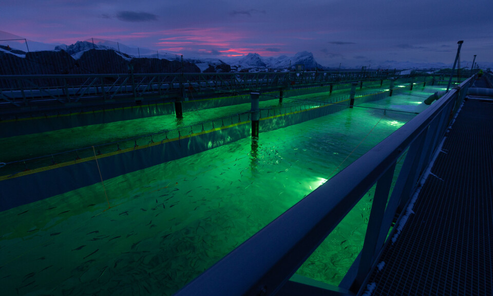 Smolts pictured shortly after delivery to a raceway within Gigante Salmon's first completed production basin.