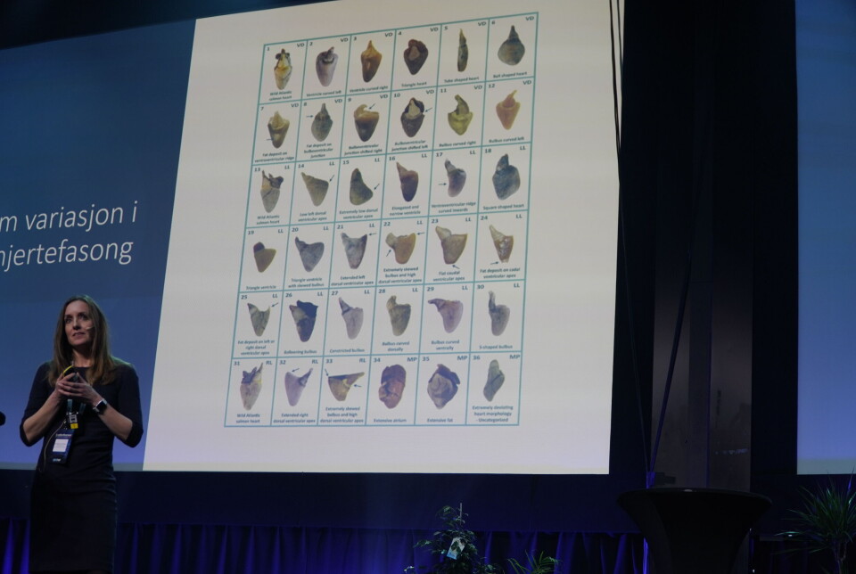 Ida Beitnes Johansen showed different variations in heart shape in the salmon.