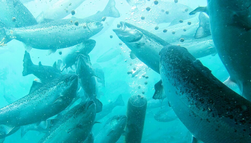 Salmon feeding from a waterborne feeding system.