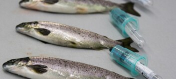 Sedation of smolts should be used sparingly, say scientists