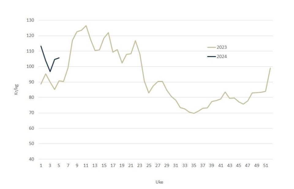 The spot price of salmon in 2024 (blue line) versus 2023 (grey line).