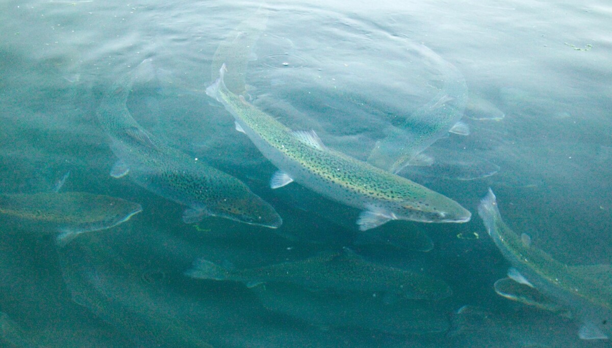 Retraining Fish Mechanical treatments and cleaner fish added to RSPCA welfare standards