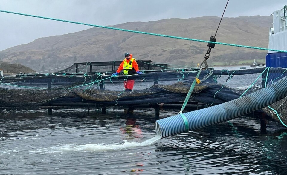 File photo of post-smolts are piped into a pen at Loch Etive, where they are grown to an average weight of 400g before ransfer to a marine site.