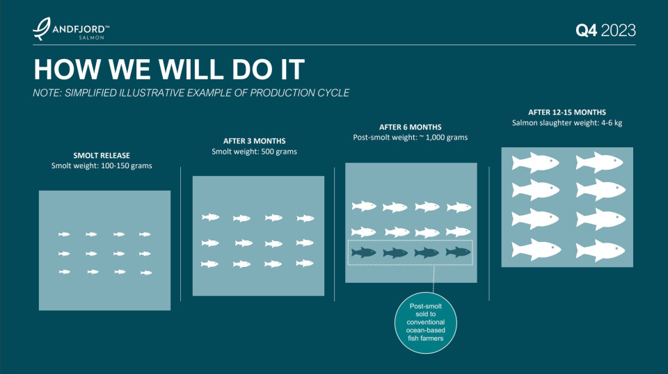 A graphic from Andfjord's Q4 presentation, illustrating the extra capacity it has at the post-smolt stage compared to the grow-out phase.