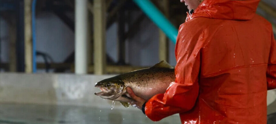 Land-based salmon farmer Sustainable Blue faces receivership