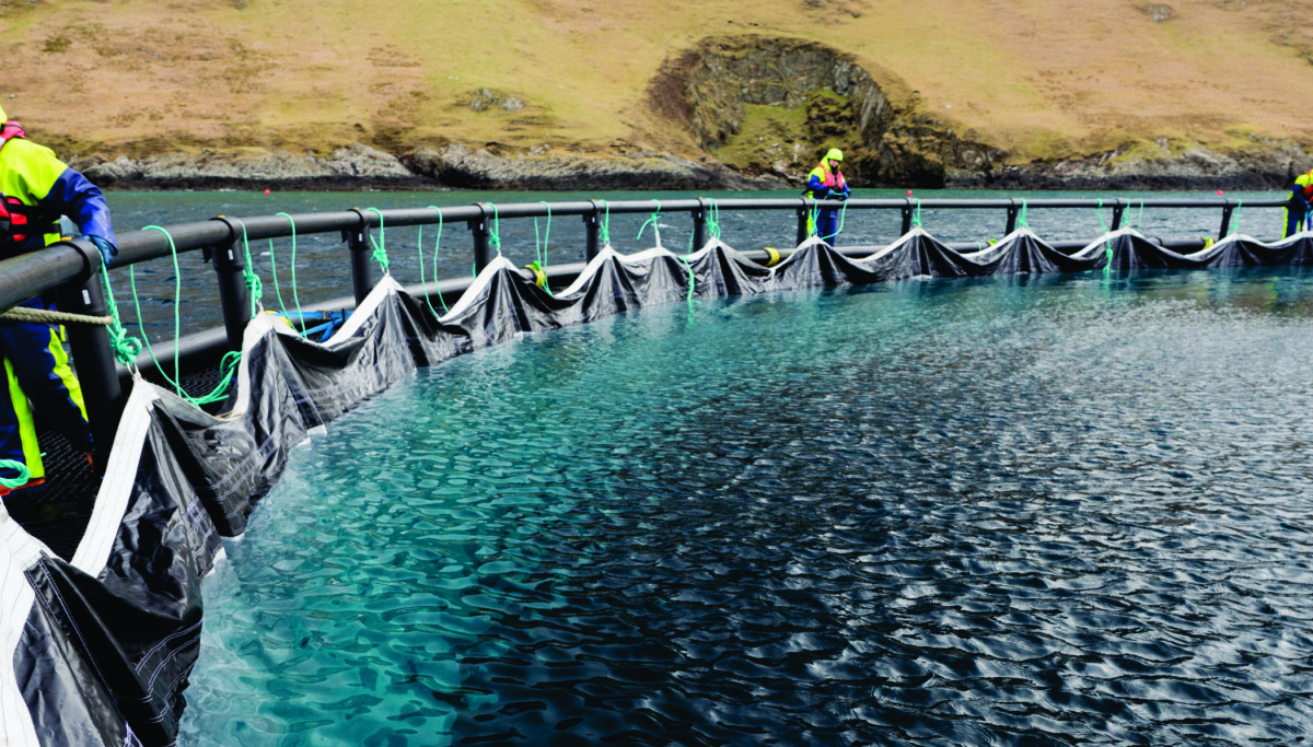 Permeable fabric 'keeps out more than 99% of lice larvae'