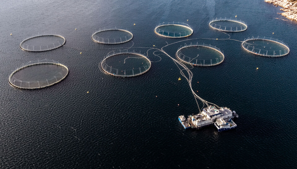 Norcod Cod farmer had strong growth – but still large losses