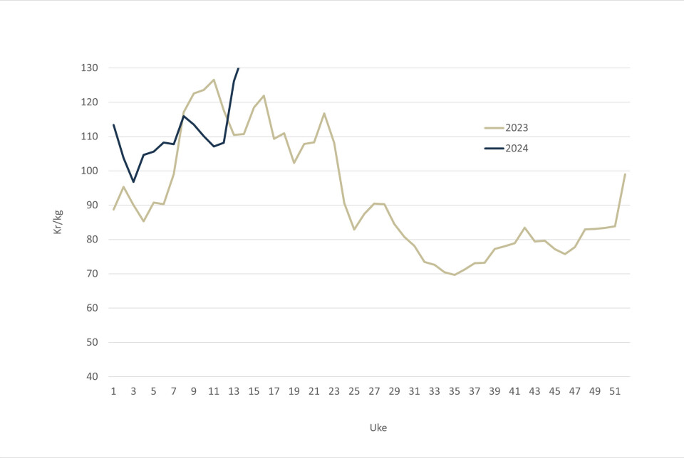 The spot price in 2024 (blue line) and 2023 (grey line).