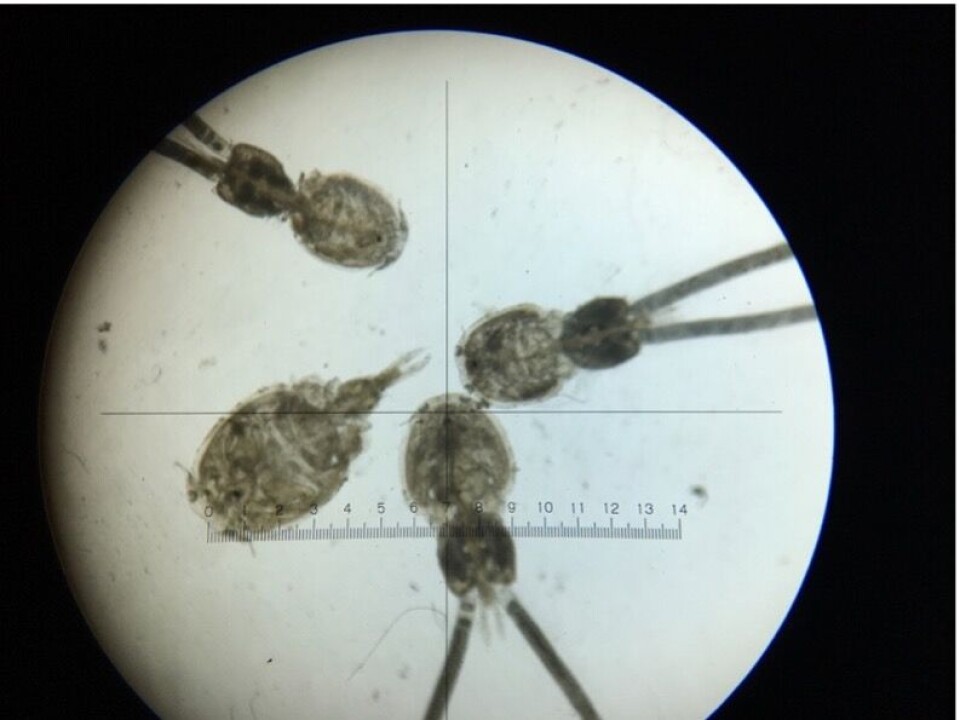 Photo: Sandra Bravo. caligus, piojo, sealice, parásito