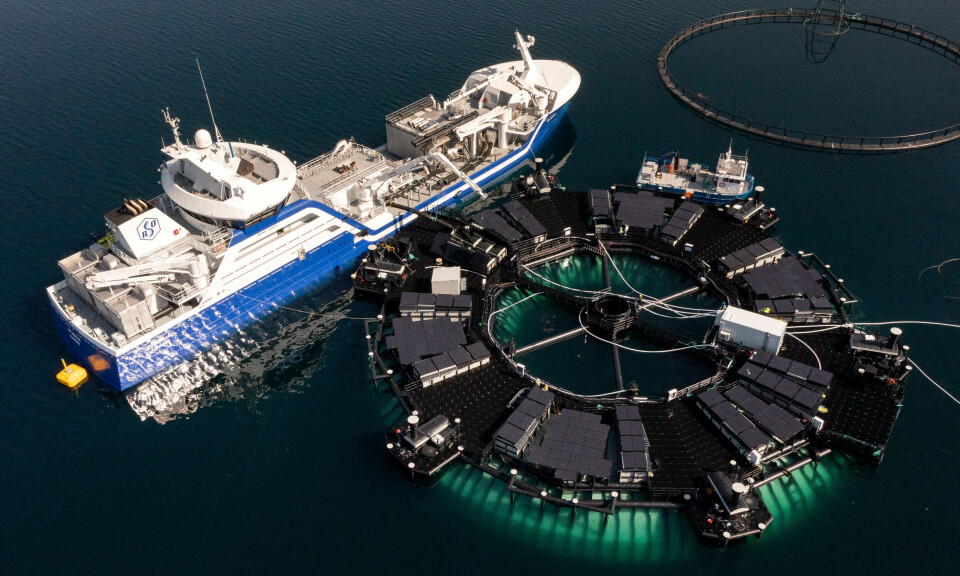 The wellboat Ronja Senja pumps fish into the Marine Donut.