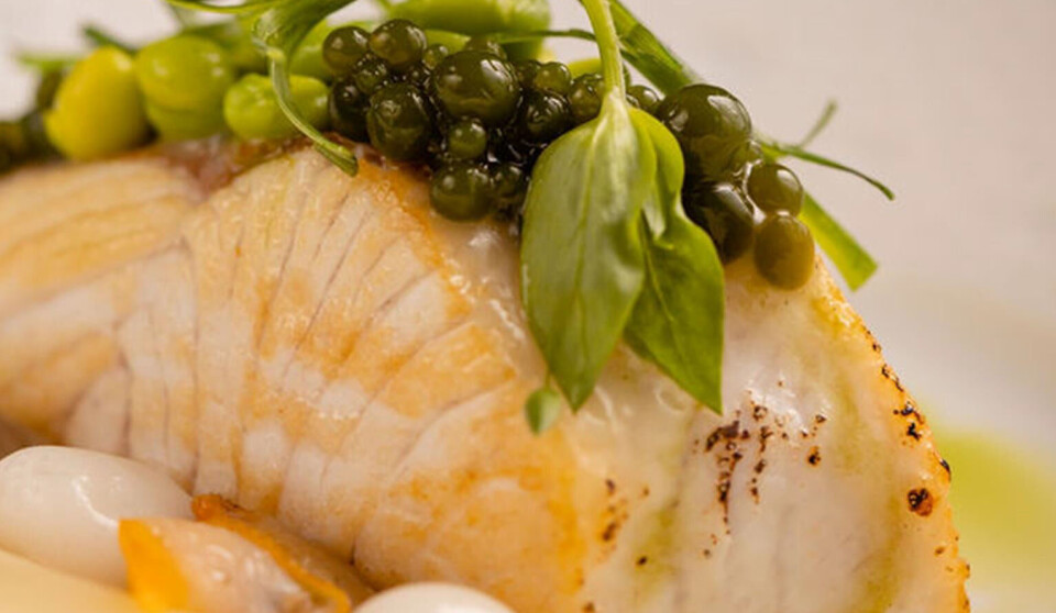 A steak from a fish grown by The Kingfish Company.