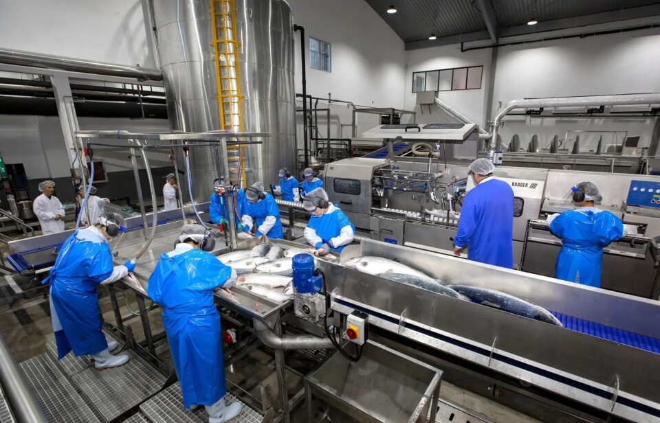 File photo of fish being processed at Nordic Aqua Partners' facility in Ningbo, China. A batch of fish has been found to have high concentrations of the off-flavour compound geosmin and won't be sold for human consumption.