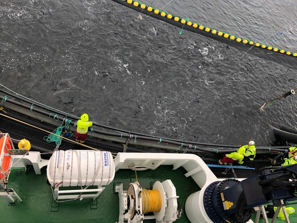 Fish being crowded during a mechanical delousing operation.