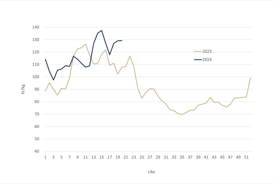 Salmon spot price in 2024 (blue line), and 2023 (grey-green line).