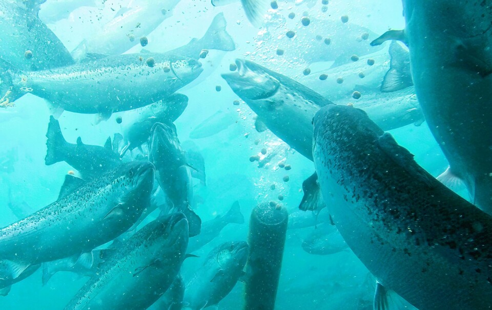 Land-based fish farmer Andford Salmon, which plans to produce 40,000 gutted weight tonnes of salmon annually by 2030, has chosen Smir Group's waterborne feeding system.