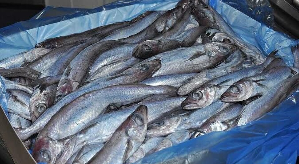 Blue whiting.