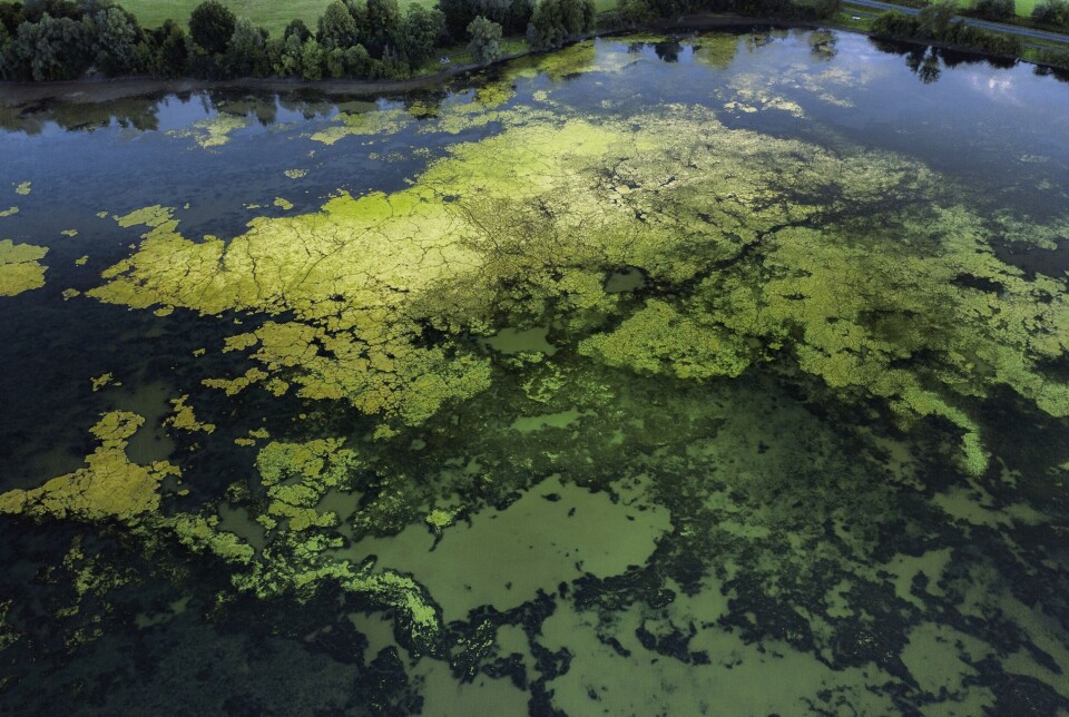 An algal bloom on a lake. Scottish Water is working with scientists to reduce eutrophication by using biochar made from sewage as a filter to remove phosphorous from the water.