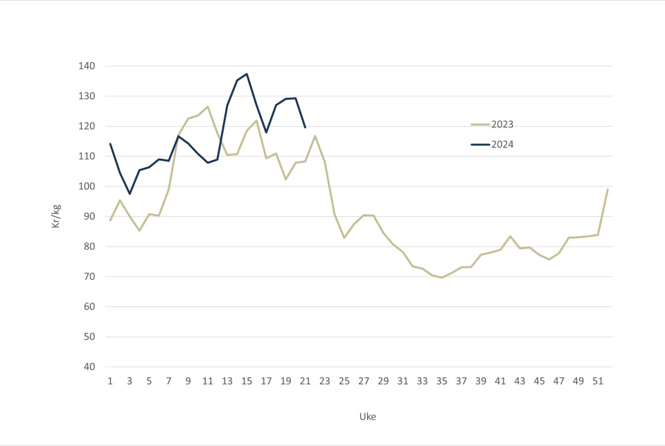 The spot price for Norwegian salmon in 2024 (blue line) and 2023 (grey-green line).