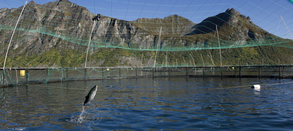 Norway fish farming sector may face its first-ever strike